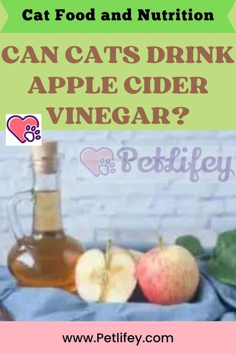 Can Cats drink Apple Cider Vinegar? #Cats #Catfoodandnutrition #Cats drink Apple Cider Vinegar Drink Apple Cider Vinegar, Food And Nutrition, Natural Sleep Remedies, Can Drink, Natural Curiosities, All Fruits, Cat Drinking, Citrus Oil, Lose 40 Pounds