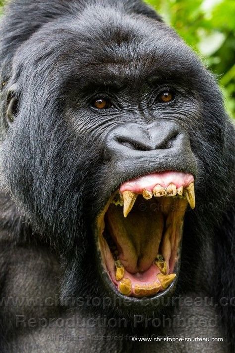 Gorilla Roaring, Angry Gorilla, Gorillas Art, Gorilla Tattoo, Angry Animals, Silverback Gorilla, Mountain Gorilla, Great Ape, Animal Heads