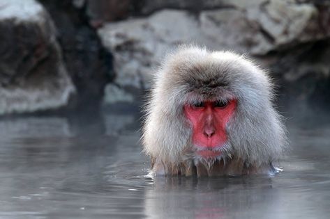 Snow Monkey Taking a Bath in Hot Spring Water Monkeys In Hot Springs, Ice Monkey, Japan Skiing, Bad Monkey, Japanese Macaque, Kyushu Japan, Monkey See Monkey Do, Snow Monkey, Nature And Wildlife