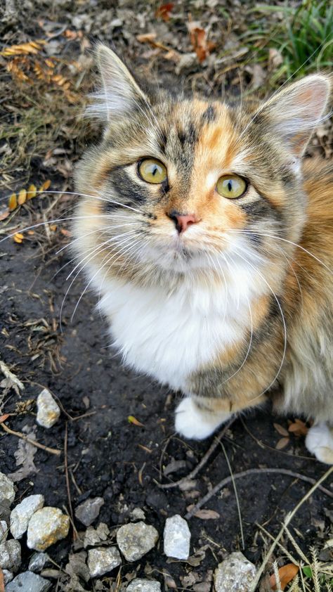 Long Haired Calico Cat, Long Hair Calico Cats, Muffin Cat, Long Haired Brown Tabby Cat, Kitten Supplies, Long Hair Calico Kitten, Diluted Calico Kitten, Calico Cat With Heterochromia, Kitten Accessories