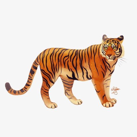 Tiger Drawing Easy, Javan Tiger, Aesthetic Tiger, Tiger Aesthetic, Tiger Background, Tattoos Tiger, Wallpaper Tiger, English Assignment, Tiger Roar