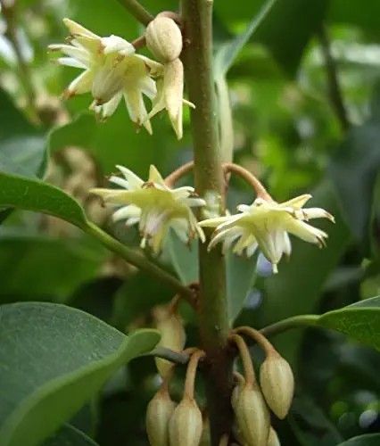 Spanish Cherry, Yellow Passion Fruit, Sansevieria Plant, Wishing Tree, Fruit Seeds, Common Names, Traditional Medicine, Bonsai Tree, Planting Seeds