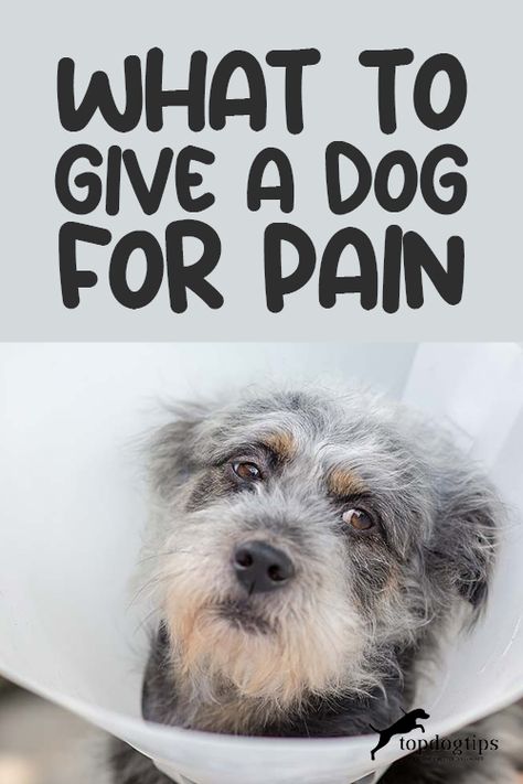 Human Medicine For Dogs, Human Meds For Dogs, Natural Anti Inflammatories For Dogs, Human Meds Safe For Dogs, Human Medicine Safe For Dogs, Remedies For Arthritic Dogs, Tylenol For Dogs, Baby Aspirin For Dogs, Medicine Safe For Dogs