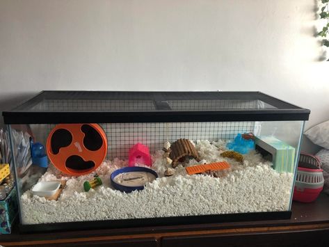 Tank Hamster Cage, Hamster Tank Ideas, 20 Gallon Fish Tank, Hamster Tank, 40 Gallon Aquarium, Baby Ball Python, 55 Gallon Tank, Orchid Bark, Syrian Hamster