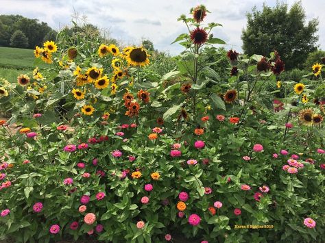 Zinnia and Sunflower border to the vegetable garden 8/2015 Sunflowers In Front Of House, Sunflower Garden Ideas Flower Beds, Front Yard Zinnias, Zinnia Border, Vegetable Garden Border, Zinnia Garden Landscapes, Zinnias And Sunflowers, Zinnia Flower Bed, Sunflower Garden Ideas