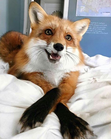 intagram juniperfoxx Fuchs Baby, Pet Fox, 웃긴 사진, Cute Fox, Red Fox, Sweet Animals, Animal Photo, 귀여운 동물, Animals Friends