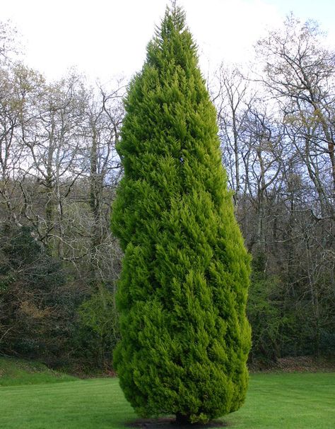 Devils Ivy, Cupressus Sempervirens, Sandy Soil, Make It Through, Garden Plants, Front Yard, Soil, Tree Trunk, Trees