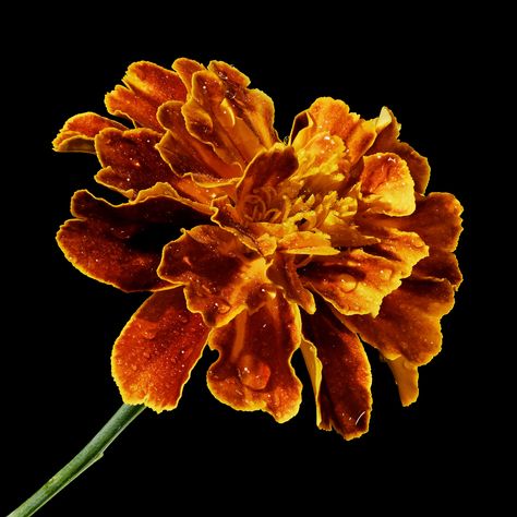 Marigold Flower Art, Marigolds Aesthetic, Marigold Flower Aesthetic, Monarch Aesthetic, Marigold Aesthetic, Fav Wallpaper, Roblox Oc, Flowers Sketch, Phone Widgets