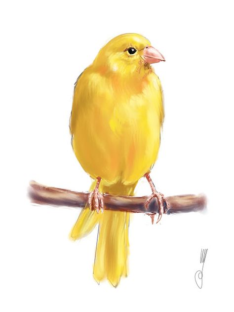 Canary Canary Drawing, Bird Cage Art, Cage Art, White Bird Tattoos, Gesture Drawings, Sunflower Watercolor Painting, Fly Drawing, Black Bird Tattoo, Canary Birds