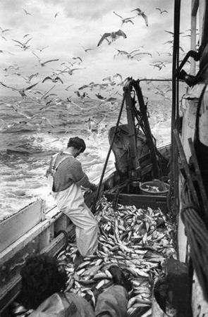 North Shields, Salt Water Fishing, Fishing Photography, The Catch, Sport Fishing, Gone Fishing, Foto Art, Vintage Fishing, Bw Photo