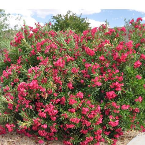 Red Oleander, Nerium Oleander, Evergreen Garden, Lawn Service, Backyard Inspo, Tree Care, Maya Angelou, 3d Flowers, Different Flowers