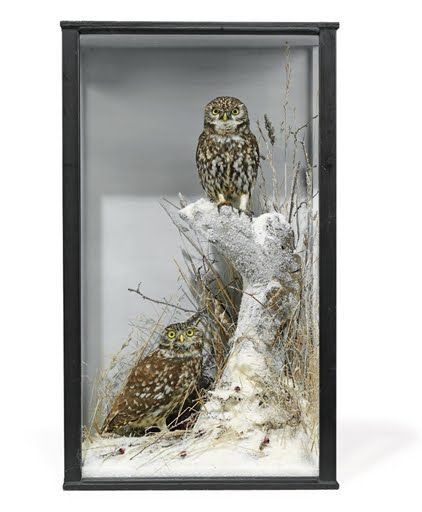 A VICTORIAN TAXIDERMY DISPLAY OF TWO OWLS Owl Taxidermy, Taxidermy Aesthetic, Victorian Taxidermy, Insect Display, House Sales, Bird Taxidermy, Taxidermy Decor, Taxidermy Display, Two Owls