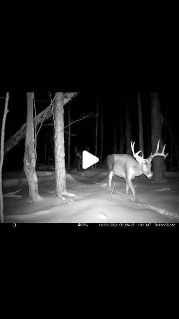 Tom McClelland on Instagram: "My Buddy @always0utdoors gets some fine Pics and Video's  on his Dad's acreage....this is CRAZY GOOD 😮😮😮😮 #whitetail #whitetaildeer #whitetailbuck #monsterbuck #batchelors #ontariooutdoors #canadianoutdoors" Big Deer Whitetail Bucks, Deer Hunting Humor Hilarious, Deer Hunting Videos, Whitetail Deer Photography, Deer Cart, Funny Hunting Pics, Deer Hunting Humor, Whitetail Deer Pictures, Mule Deer Buck