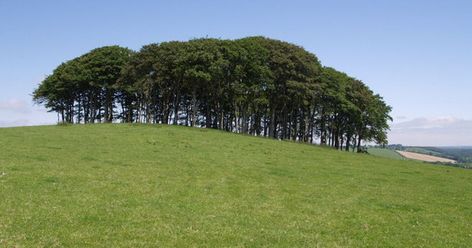 The copse at Cookworthy Knapp is variously known as grandma's trees, the unicorn's wood and the fairy wood Hand Print Tree, Mixed Media Frame, Beech Tree, Cornwall England, Beauty Box Subscriptions, Picture Gifts, Water Sources, Landscape Features, Big Tree