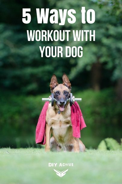 Dogs are great companions, even for a workout! How to here: via @DIYActiveHQ #pets #dogs #dogworkout Tough Dog Names, Berger Malinois, Malinois Dog, Dog Training Classes, Dog Exercise, Dog Hacks, Dog Show, Dog Training Tips, Diy Dog Stuff