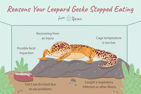 Leopard Gecko Food, Leopard Gecko Cage, Gecko Cage, Pet Gecko, Leopard Gecko Habitat, Leopard Gecko Care, Leopard Gecko Tank, Gecko Habitat, Gecko Tank