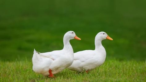 Duck Farm, Duck Farming, Animal Movement, Livestock Farming, Waiting For Her, The Meadows, White Ducks, Wild Birds, A Walk