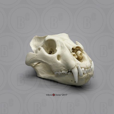 Extra Large African Lion Skull, Male Leopard Skull, Tiger Skull, Dog Skull, Bat Skull, Skull Reference, Animal Skeletons, Clouded Leopard, Animal Skull, Vulture Culture