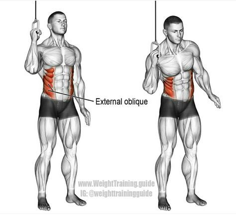 Entrenamiento deportivo Oblucios, Musculo serrano Upper Body Workouts, Cable Workout, Oblique Workout, Workout Abs, Abdominal Exercises, Chest Workouts, Ab Workouts, Gym Workout Tips, Muscle Fitness