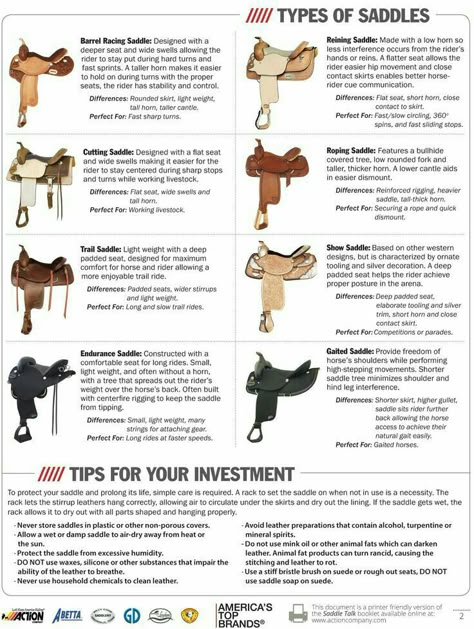 Western riding saddles Horse Basics, Trail Saddle, Horse Information, Horse Facts, Saddle Fitting, Horse Info, Horse Riding Tips, Horse Ideas, Horse Camp