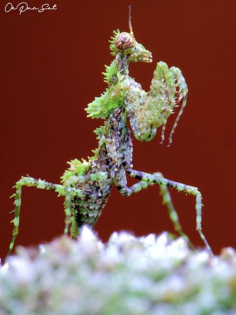 Moss mantis. Photo: Okqy Purnama Setiawan. Congratulations Photos, Cool Bugs, Interesting Animals, Beautiful Bugs, Praying Mantis, Arthropods, Macro Photos, World Photo, Animal Planet