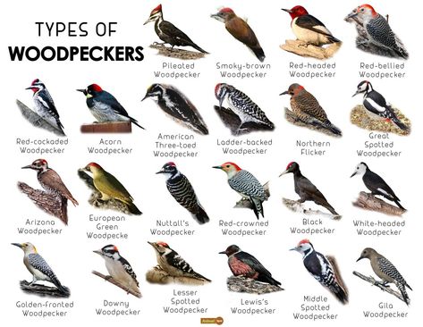 Woodpecker Facts, Types, Classification, Habitat, Diet, Adaptations Different Types Of Turtles, Birds Species, Animal Identification, Backyard Birds Watching, Types Of Birds, Animals Information, Bird Facts, Bird Identification, Bird Types