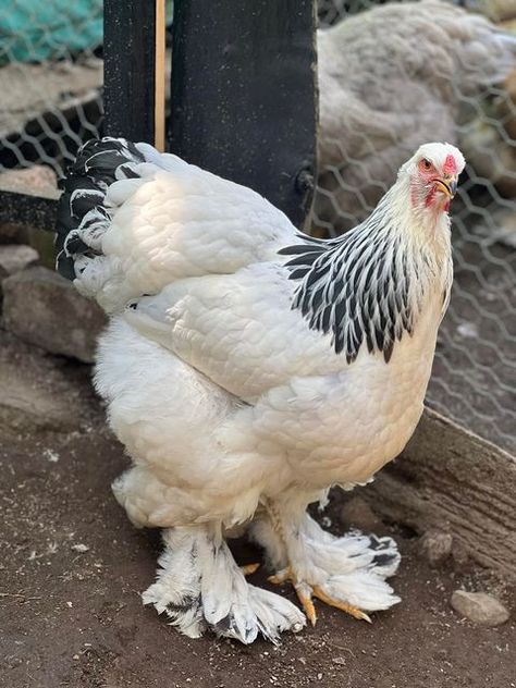 Gallinas Brahma La Cabrera on Instagram: "Hermanas" Backyard Chickens Diy, Brahma Chicken, Coop Ideas, Beautiful Chickens, Chicken Diy, Backyard Chickens, Pet Chickens, Chickens Backyard, Coop