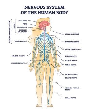 Human Nervous System Diagram, Back Nerves Anatomy, Nervous System Model, Nervous System Drawing, Nerve Plexus, Nerves System, Nervous System Projects, Human Body Nervous System, Nervous System Diagram