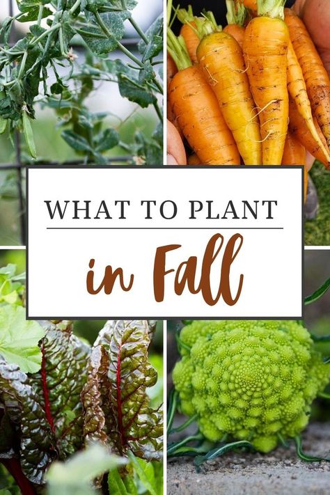 fall garden vegetables Fall Garden Vegetables For Zone 7, Fall Garden Vegetables Zone 8, Fall Garden Layout, Fall Homestead, Kitchen Garden Ideas, Fall Planting Guide, Homesteading Projects, Homestead Garden Layout, Homestead Projects