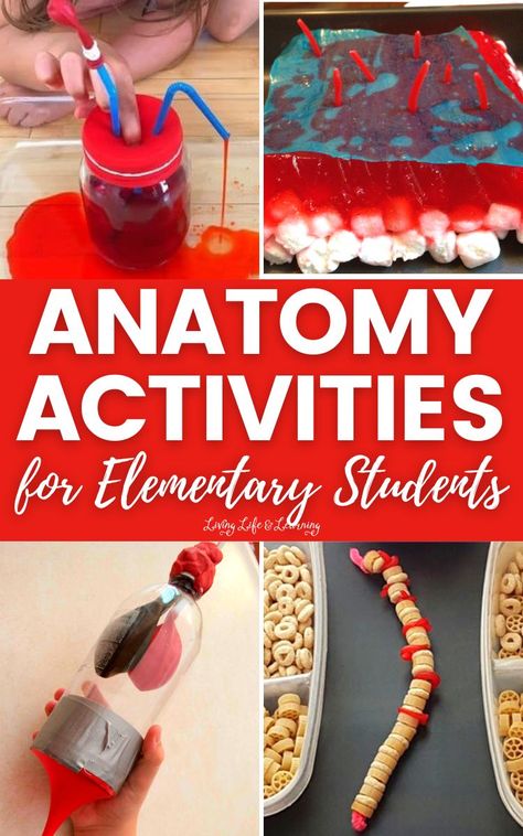 Anatomy is a great way to improve critical thinking and can also be used for your child to be aware of their bodies. These Anatomy Activities for Elementary Students are perfect for your child to have a fun yet educational time during your homeschool human anatomy lesson. Life Science Lessons Elementary, 1st Grade Anatomy, Anatomy Elementary School, Human Body Activities For Middle School, Kindergarten Anatomy Activities, Sensory Organs Anatomy, First Grade Anatomy, Health Curriculum Elementary, Anatomy Science Projects