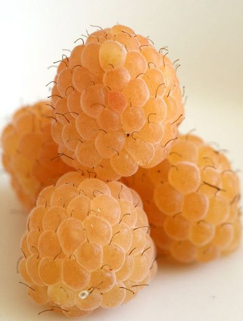 Yellow Raspberries, Fresh Fruit Recipes, Fruit Photography, Beautiful Fruits, Fruit Plants, Exotic Fruit, Fruit Garden, Tropical Fruits, Delicious Fruit