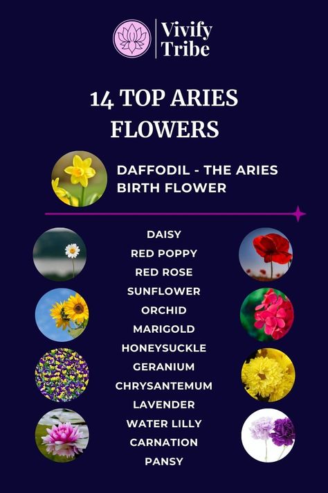 14 Best Aries Flowers & Their MeaningsFrom the daffodil and daisy, find out what are the best Aries flowers that can enhance the well-being and unique qualities of this zodiac sign. Aries Flower, Pisces Flower, Orchid Meaning, Lily Meaning, Fire Zodiac Signs, Fire Zodiac, November Flower, Romantic Nature, Lavender Water