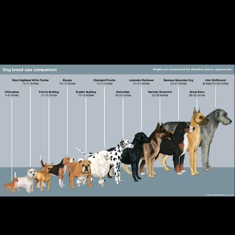 Dog breed size comparison Dog Breeds Chart, Physical Traits, City Dog, Gray Wolf, Domestic Animals, Herding Dogs, Different Dogs, First Humans, Grey Wolf