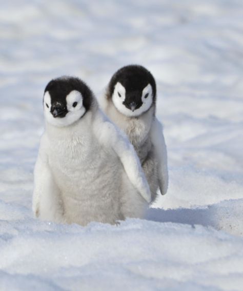 Omg so cute Emperor Penguin Chick, Emperor Penguins, Penguin Pictures, Emperor Penguin, Penguin Love, Cute Penguin, Baby Penguins, Cute Penguins