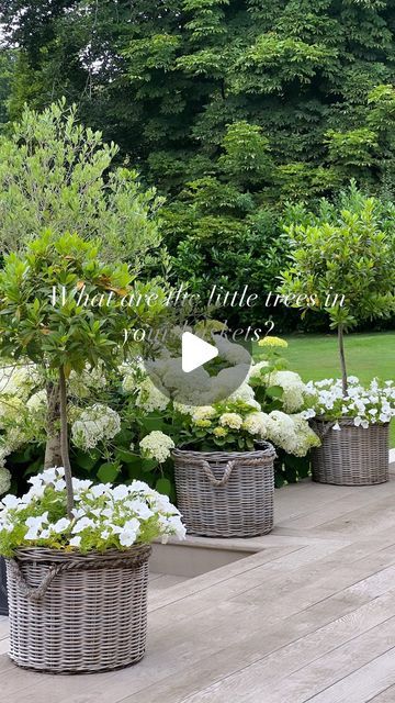 Becks Doyle on Instagram: "What are the little trees in your baskets?   I get asked this daily! I planted these up when we finished the house in 2018 and 8yrs later they are still as popular as ever. I love seeing you guys replicate them in your gardens. To know I have inspired you in some small way means the world to me.  I have planted a Bay Tree in every other pot on our decking, in between my Hydrangea baskets. And I underplant each Bay Tree with White Petunias. I add 6 little Petunia plugs in May usually, once all danger of frosts have passed. I water when needed, and feed with seaweed extract every four weeks. Then I watch them grow and grow. And they provide months of joy and happiness to me. Remember to dead head them regularly, I do this at least twice a week, and it ensures they Plants In Baskets Outdoor, Bay Trees In Pots, White Petunias, Bay Trees, Hydrangea Tree, Plants In Baskets, Front Verandah, Bay Tree, Gardens Design