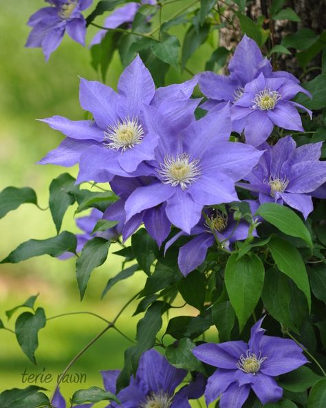 More clematis from Terie's garden in New York - FineGardening Temperate Forest, New York Garden, Clothesline Poles, Kawaii Flower, Purple Clematis, Clematis Plants, Clematis Flower, Yard And Garden, Fine Gardening