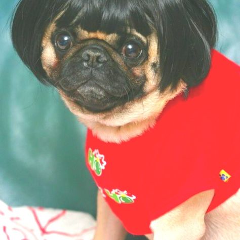 Pug Bob Pugs In Costume, Pugs And Kisses, Pug Puppies, Pugs Funny, Smiling Dogs, Pug Lover, Cute Pugs, Pug Love, Pet Costumes