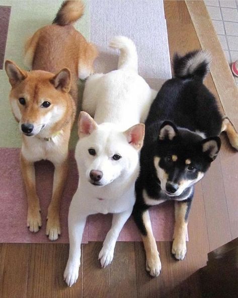 Fantasy Pets, Japanese Dog Breeds, Cutee Animals, Shiba Inu Puppy, Japanese Dogs, Shiba Inu Dog, Three Dogs, Toasted Marshmallow, Cute Cats And Dogs