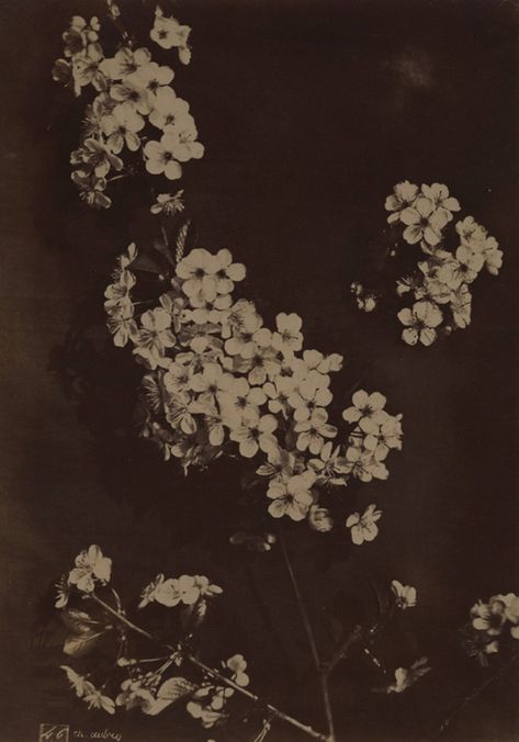 Charles Aubry - Flowers 1860s Cat Air, Dark Photography, Ethereal Art, Dark Aesthetic, Aesthetic Art, Drake, Aesthetic Pictures, Art Inspo, Aesthetic Wallpapers