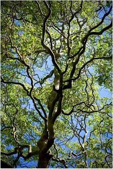 Weeping Willow Tree, Curly Willow, Live Tree, Fast Growing Trees, Image Nature, Weeping Willow, Ornamental Trees, Shade Trees, Willow Tree