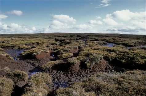 Real peat bog Bog Body, Peat Bog, Conservation Of Natural Resources, Compost Tea, Green School, Crop Rotation, Starting A Garden, Peat Moss, Different Plants