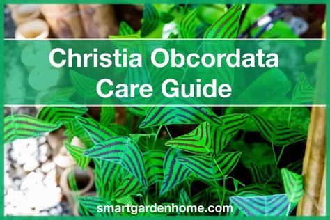 Do you love butterflies? Then you should definitely check out this houseplant care guide for the Christia Obcordata, also known as the Swallowtail butterfly plant. https://hapy.link/9i-F?utm_source=pinterest&utm_medium=smartgardenhome&utm_campaign=publer #houseplant #christiaobcordata #smartgardenhome Butterfly Plant, Indoor Vegetables, Love Butterflies, Houseplant Care, Tropical Flower Plants, Butterfly Plants, Smart Garden, Butterfly House, Swallowtail Butterfly