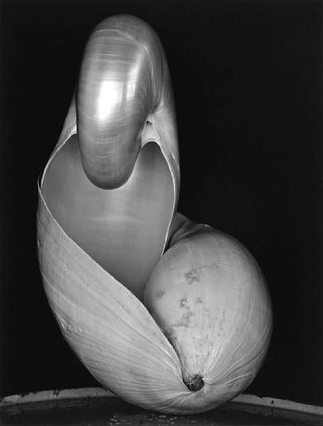 Edward Weston  Two Shells, 1927 Charles Sheeler, Straight Photography, Tina Modotti, Imogen Cunningham, Edward Weston, Robert Mapplethorpe, Henri Cartier Bresson, Alfred Stieglitz, Getty Museum