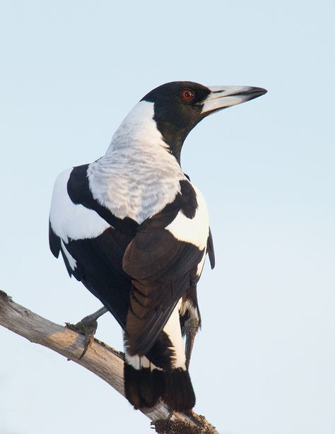 White-backed magpie a.k.a. Australian Magpie   (Gymnorhina tibicen) Australian Magpie, Magpie Art, Magpie Bird, Red Riding Hood Art, Flowers To Paint, Birds In The Sky, Outback Australia, Australian Wildlife, Most Beautiful Birds