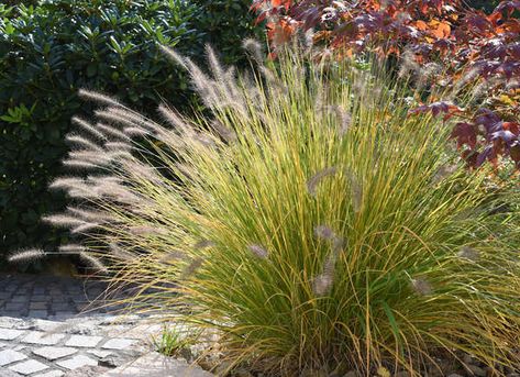 Fountain Grass - 50 Plants That Thrive in Any Yard Evergreen Vines, Perennial Grasses, Fountain Grass, Creeping Jenny, Deer Resistant Plants, Ornamental Plants, Pretty Plants, Ornamental Grasses, Perennial Plants