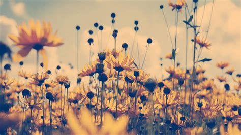 Boho Facebook Cover Photos, Aesthetic Cover Photo, January Aesthetic, Fb Cover Photo, Photo Farm, Aesthetic Cover, Paper Sunflowers, Twitter Backgrounds, Iphone Wallpaper Hipster