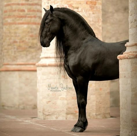 Dressage Horses Photography, Friesian Horse Art, Friesian Horse Photography, Aesthetic Equestrian, Rare Horse Breeds, Equestrian Photography, Beautiful Horses Photography, Hunter Hunter, Black Horses