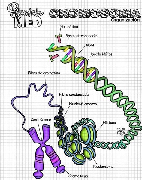 Paola Rios, Studying Medicine, Medicine Notes, Study Biology, Medicine Studies, Vet Medicine, Medical Student Study, Biology Lessons, Medicine Student