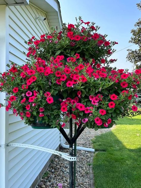 Petunia Tree Petunia Tower, Petunia Tree How To Make A, Aunt Petunia, Petunia Varieties, Crazytunia Petunias, Petunias, Curb Appeal, Container Gardening, Garden Plants