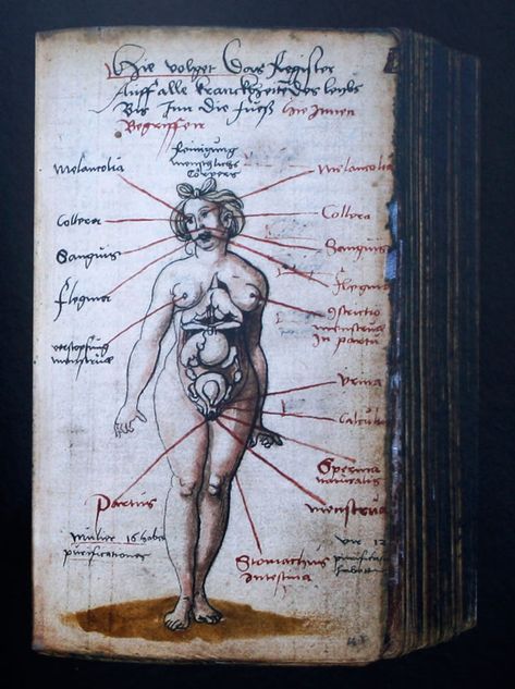 Nude Female Anatomical Figure, artist unknown, from Arzneibuch, 1524-c. 1550 Anatomy Vintage, Vintage Anatomy Illustration, Old Medical Illustration, Medieval Medical Illustration, Anatomy Old Illustration, Antique Medical Illustration, Medical Astrology, Body Map, Medicine Book